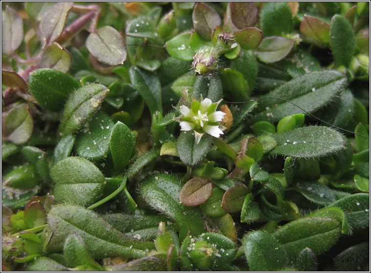 Little Mouse-ear, Cerastium semidecandrum