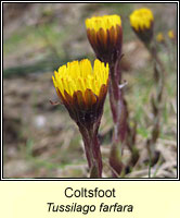 Coltsfoot, Tussilago farfara