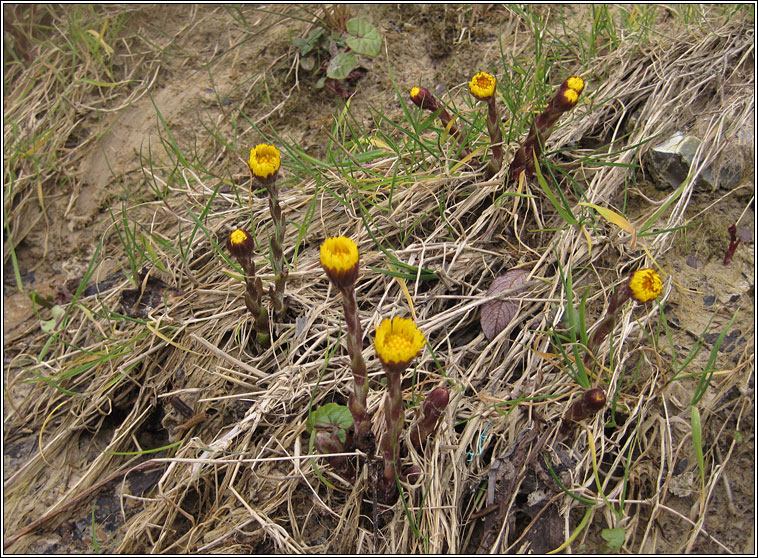 Coltsfoot, Tussilago farfara