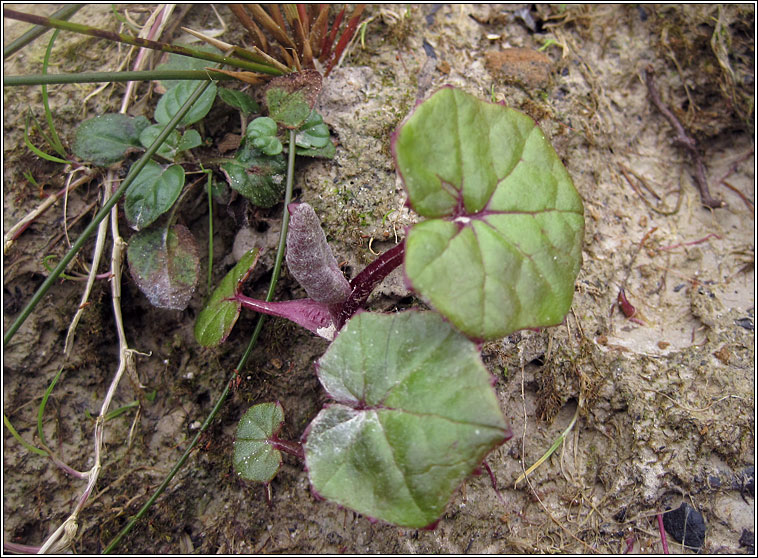 Coltsfoot, Tussilago farfara