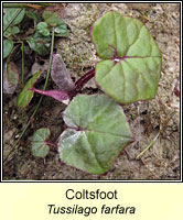 Coltsfoot, Tussilago farfara