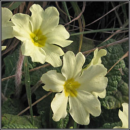 Primrose, Primula vulgaris