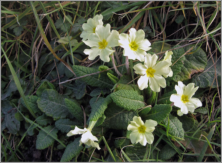 Primrose, Primula vulgaris