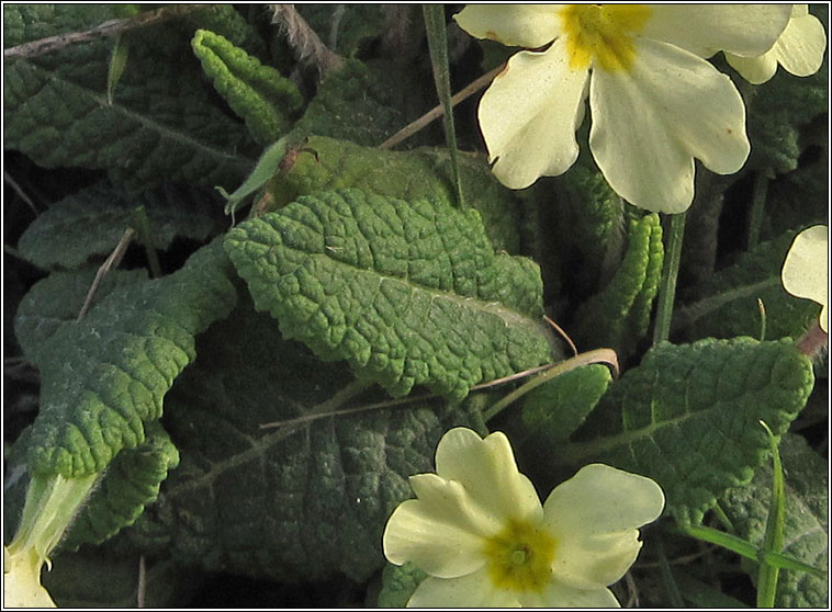 Primrose, Primula vulgaris