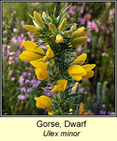 Gorse, dwarf, Ulex minor