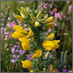 Dwarf Gorse, Ulex minor