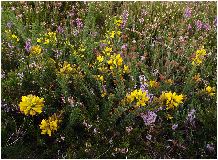 Dwarf Gorse, Ulex minor