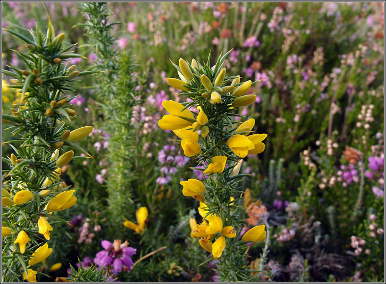 Dwarf Gorse, Ulex minor