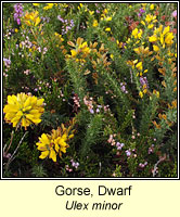 Gorse, dwarf, Ulex minor