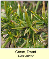 Gorse, dwarf, Ulex minor