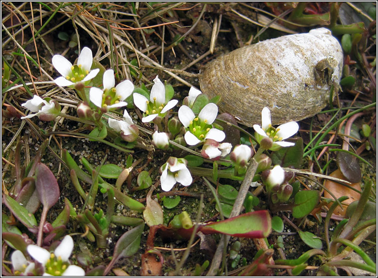 English Scurvy-grass, Cochlearia anglica