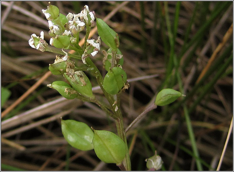 English Scurvy-grass, Cochlearia anglica