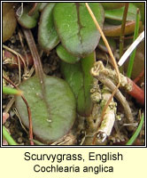 Scurvygrass, english, Cochlearia anglica