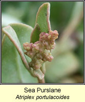 Sea Purslane, Atriplex portulacoides