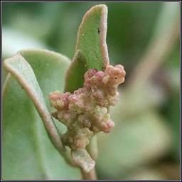 Sea Purslane, Atriplex portulacoides