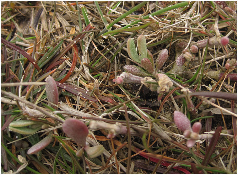 Sea Purslane, Atriplex portulacoides