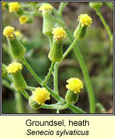 Groundsel, heath, Senecio sylvaticus