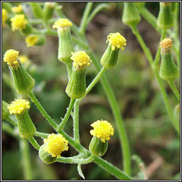 Heath Groundsel, Senecio sylvaticus