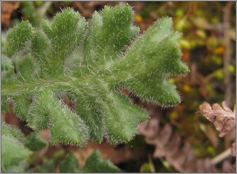 Heath Groundsel, Senecio sylvaticus