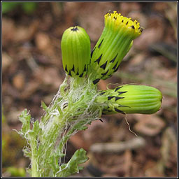 Groundsel, Senecio vulgaris