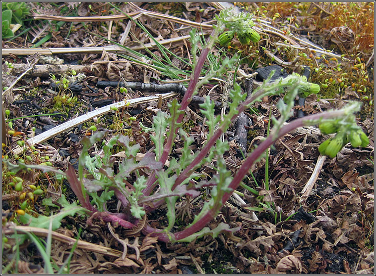 Groundsel, Senecio vulgaris