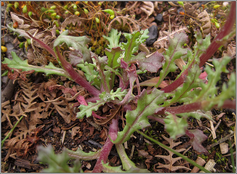 Groundsel, Senecio vulgaris