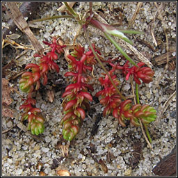 Mossy Stonecrop, Crassula tillaea