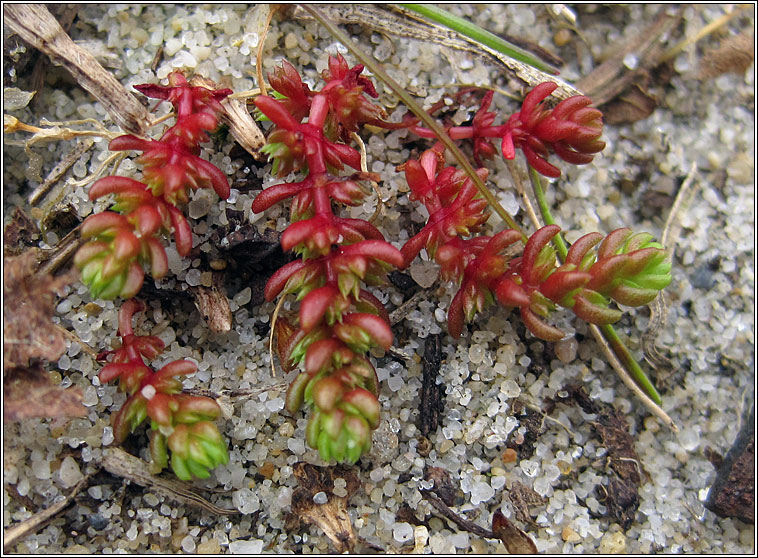 Mossy Stonecrop, Crassula tillaea