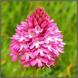 Pyramidal Orchid, Anacamptis pyramidalis