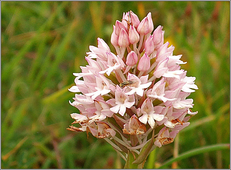 Pyramidal Orchid, Anacamptis pyramidalis