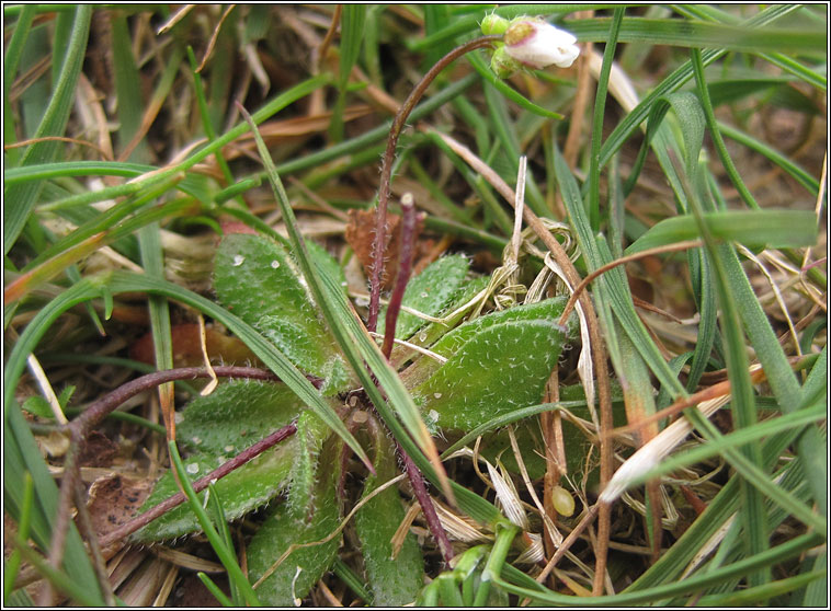 Whitlow Grass, Erophila verna agg