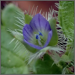 Ivy-leaved Speedwell, Veronica hederifolia