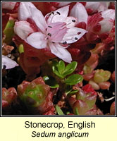 Stonecrop, english, Sedum anglicum