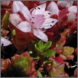 English Stonecrop, Sedum anglicum