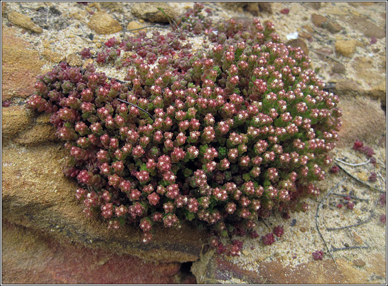 English Stonecrop, Sedum anglicum