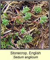 Stonecrop, english, Sedum anglicum