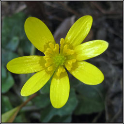 Lesser Celandine, Ficaria verna