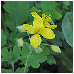 Greater Celandine, Chelidonium majus