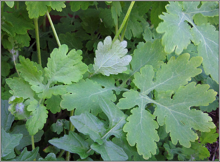 Greater Celandine, Chelidonium majus