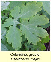 Celandine, greater, Chelidonium majus