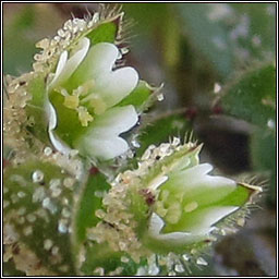 Sea Mouse-ear, Cerastium diffusum