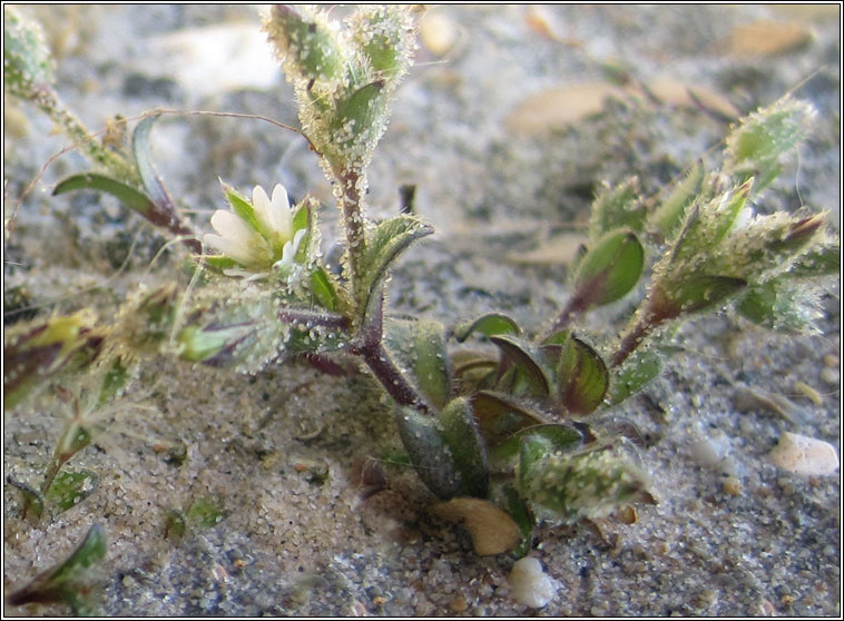 Sea Mouse-ear, Cerastium diffusum