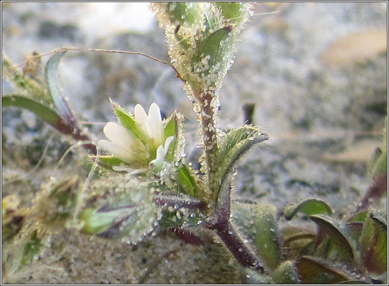 Sea Mouse-ear, Cerastium diffusum