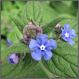 Green Alkanet, Pentaglottis sempervirens