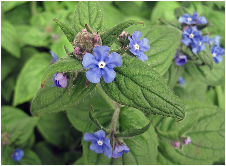 Green Alkanet, Pentaglottis sempervirens