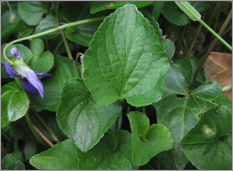 Common Dog-violet, Viola riviniana