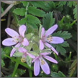 Musk Storks-bill, Erodium moschatum