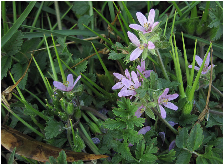 Musk Storks-bill, Erodium moschatum