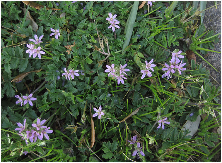 Musk Storks-bill, Erodium moschatum