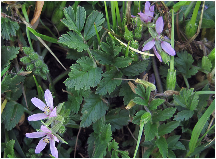 Musk Storks-bill, Erodium moschatum